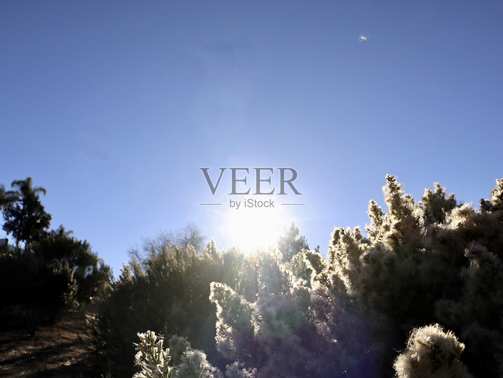 阳光照片摄影图片