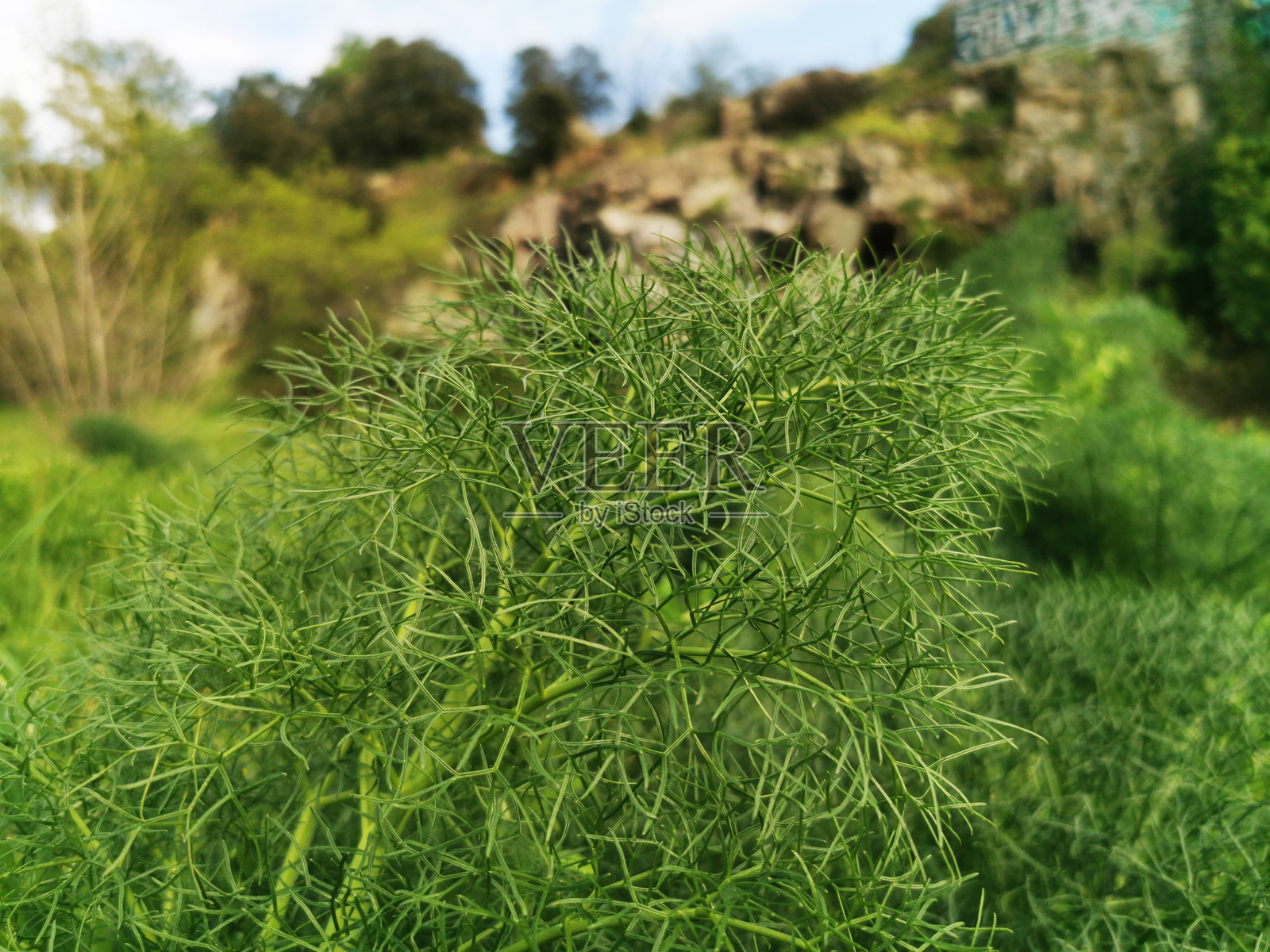 灌木丛山脉的景观，矗立在宁静而如画的环境中。照片摄影图片