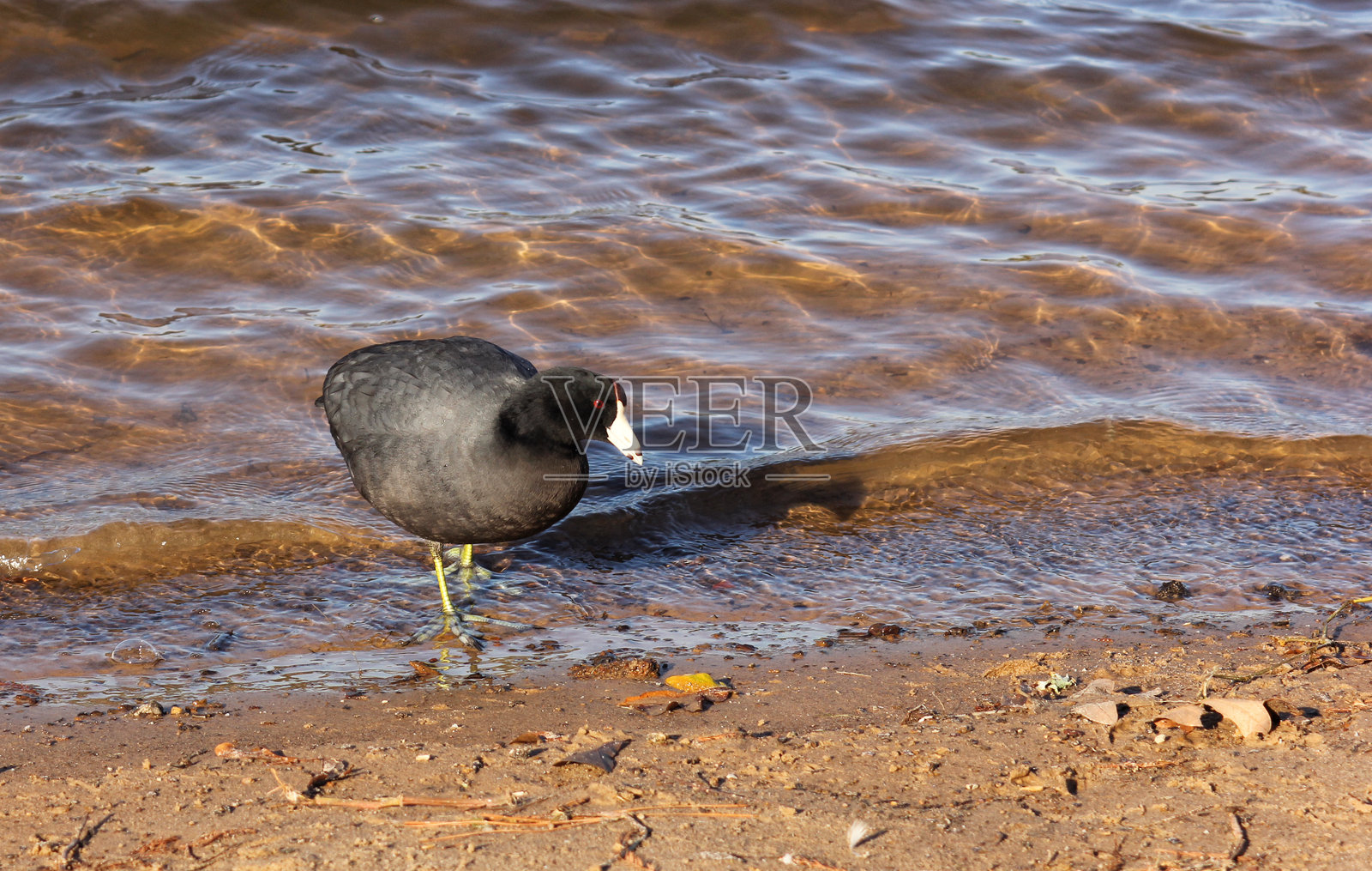 德克萨斯州怀特豪斯附近泰勒湖码头的美洲水鸡照片摄影图片