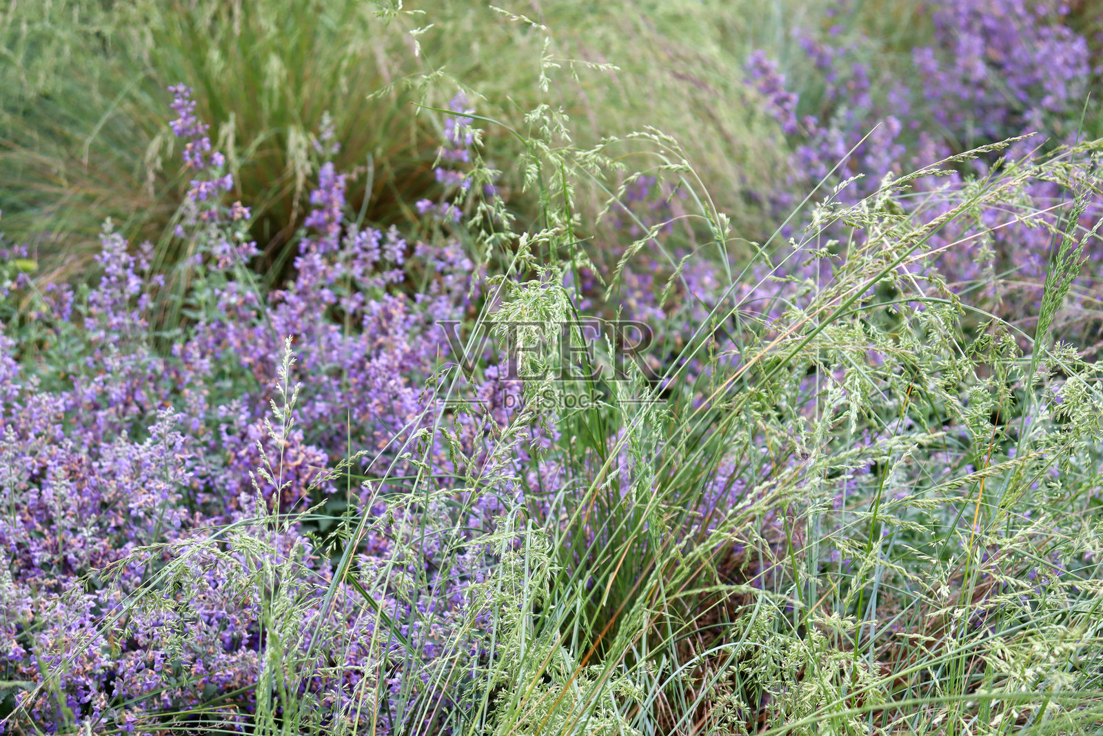 草和紫色花朵的特写照片摄影图片
