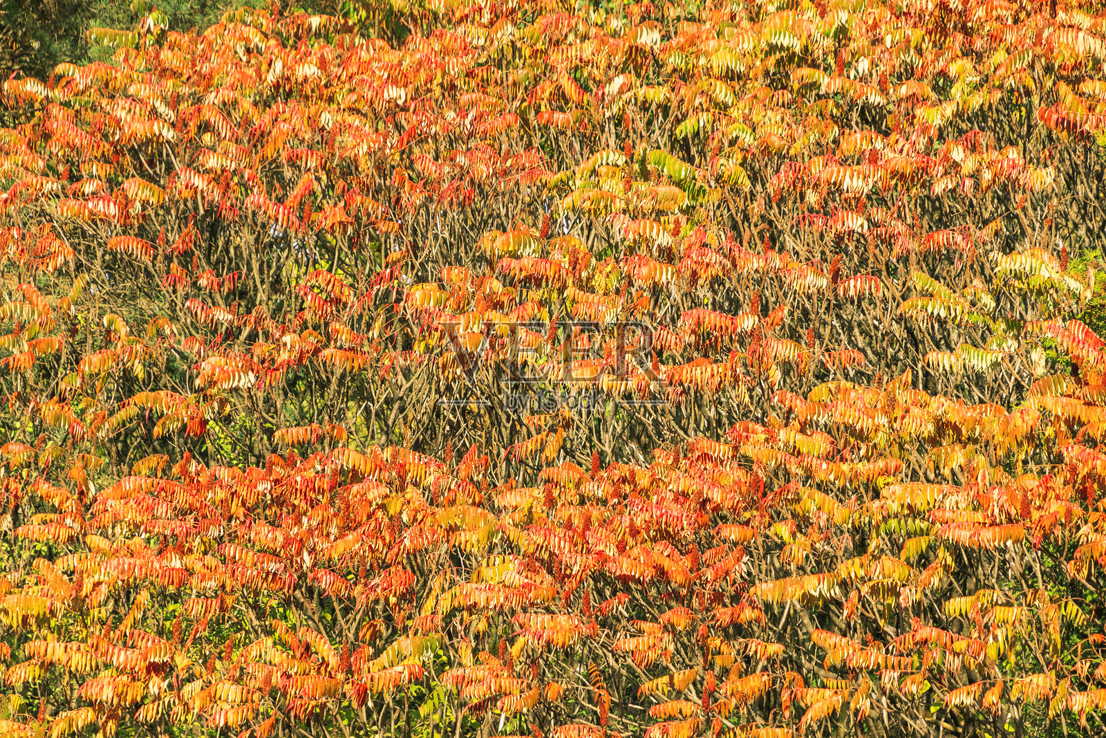 明亮的秋天叶子，毒漆树（Rhus typhina），也称为鹿角漆树。照片摄影图片