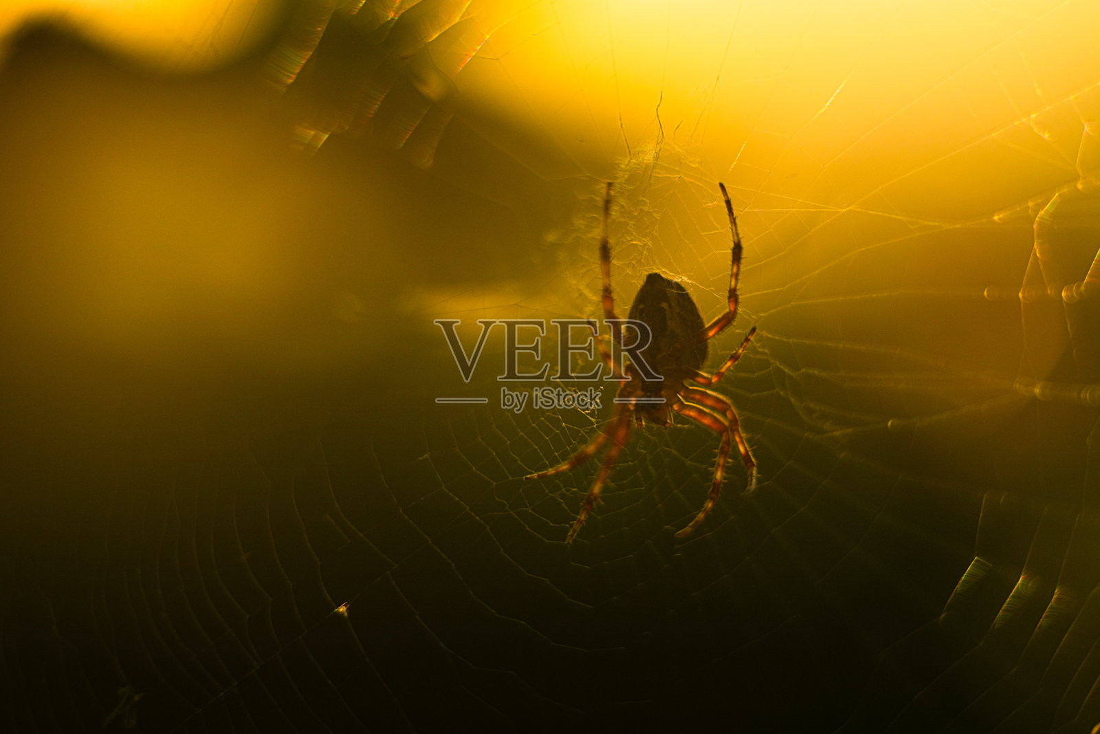 欧洲花园蜘蛛（Araneus diadematus）在网中。照片摄影图片
