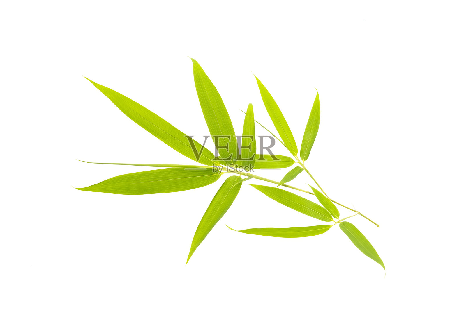 白色背景上孤立的竹叶，带有剪切路径照片摄影图片