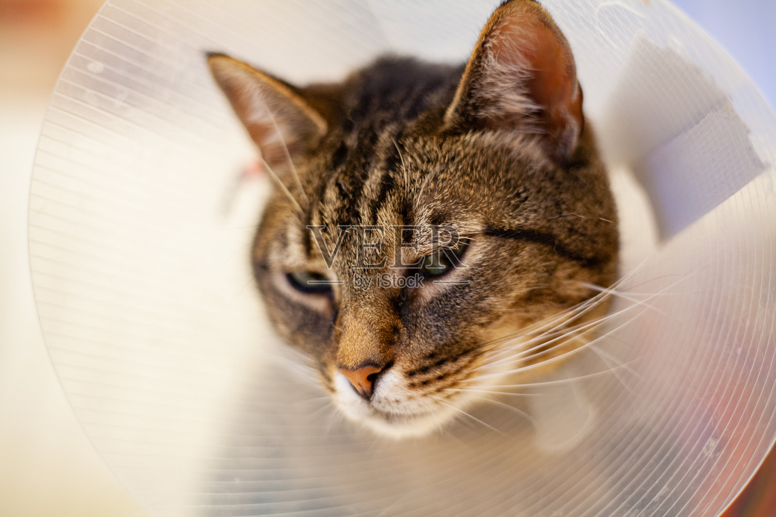 手术后戴着保护圈的非常伤心的猫照片摄影图片