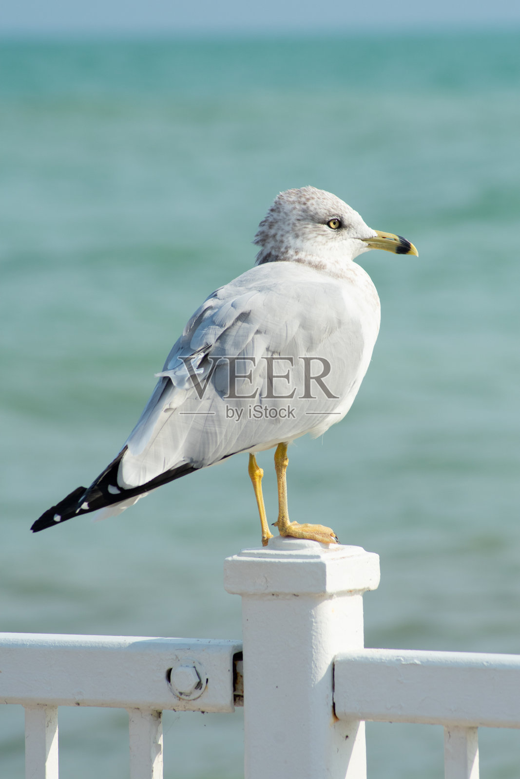 环嘴鸥照片摄影图片