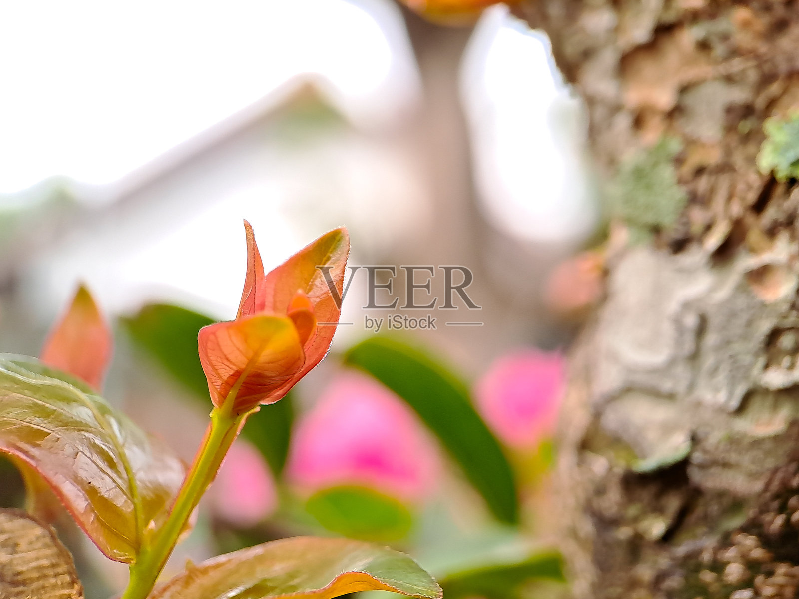 特写镜头捕捉到新叶从树枝上冒出的细腻美感。鲜艳的色彩和展开叶子的复杂细节在柔和模糊的背景中展现。照片摄影图片