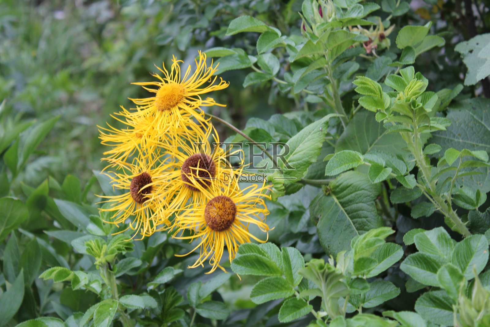花朵照片摄影图片
