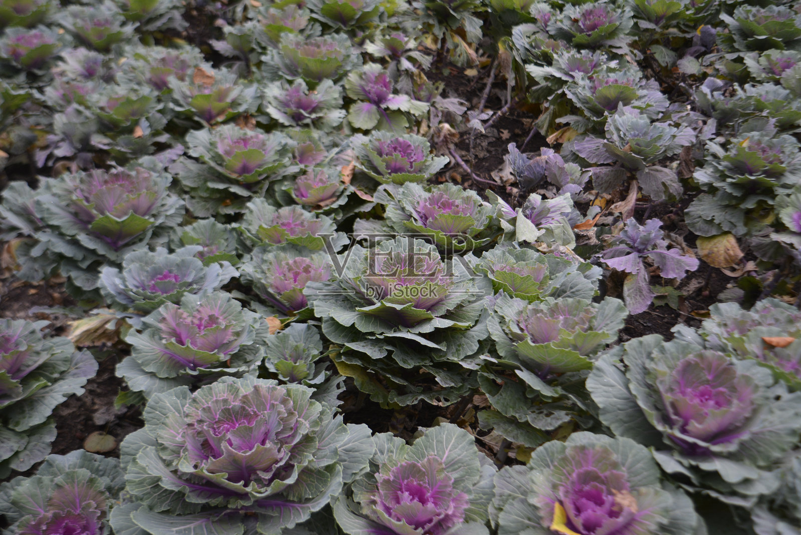 叶子 叶照片摄影图片