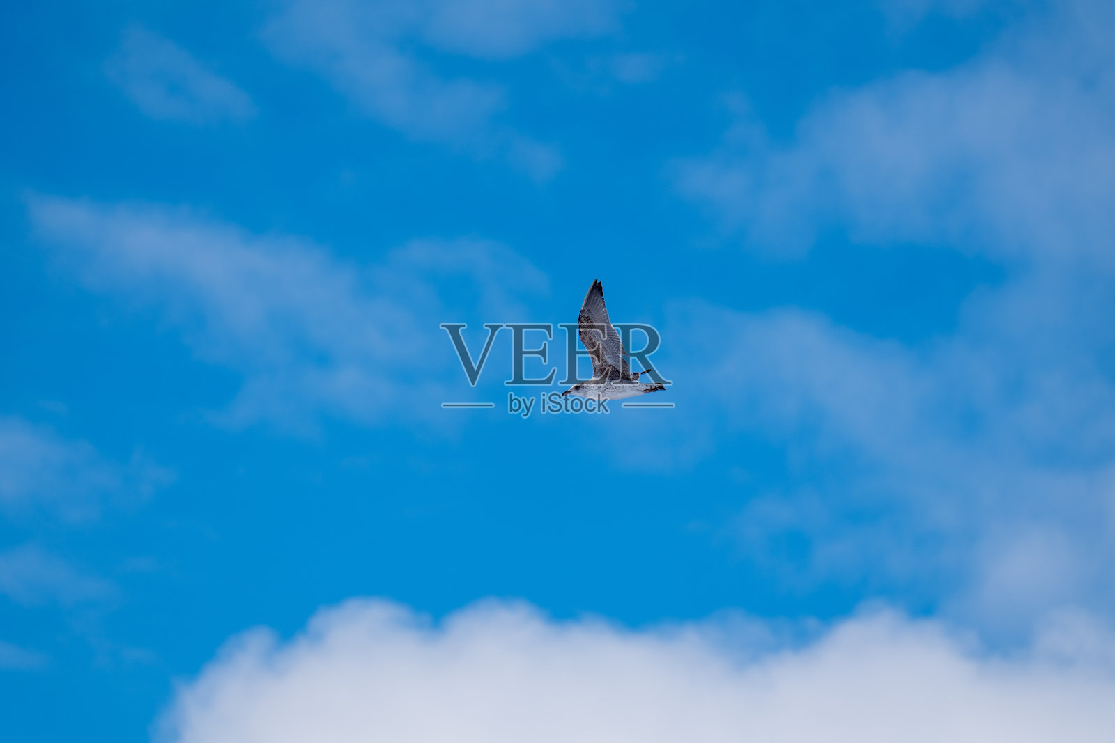 天空中的单只鸟作为背景照片摄影图片