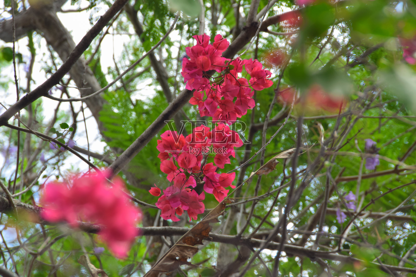 盛开的粉色九重葛花照片摄影图片