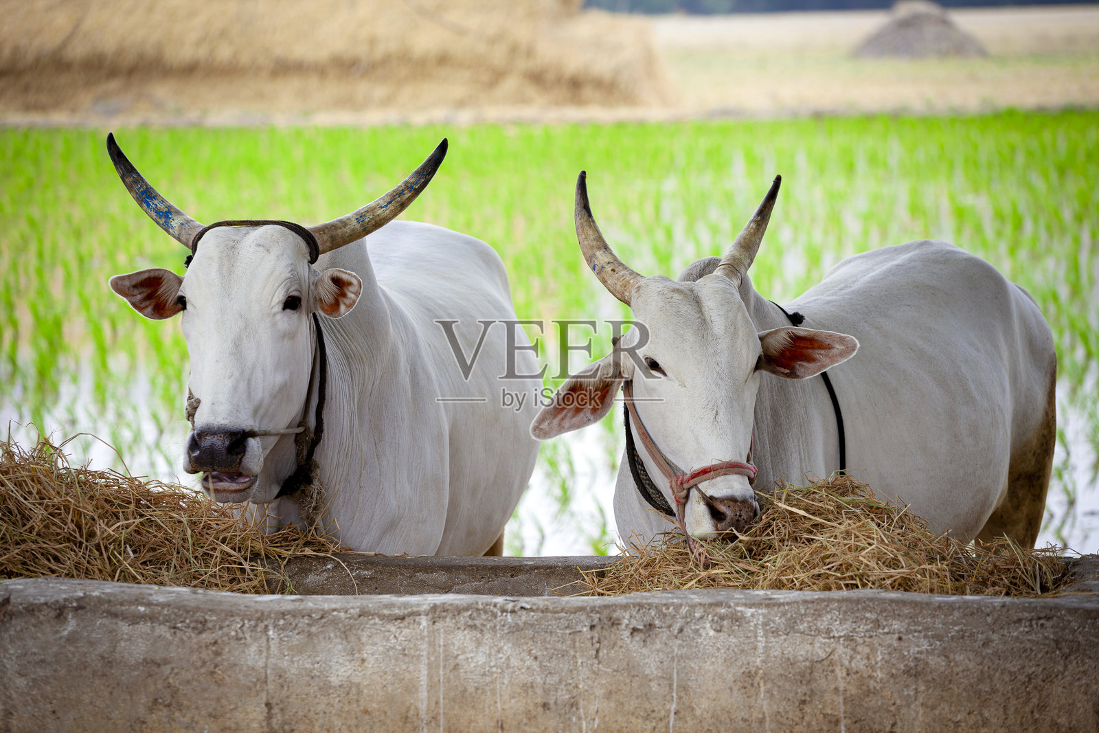 大型白牛在槽里吃干草。背景是稻田。印度汉皮。照片摄影图片