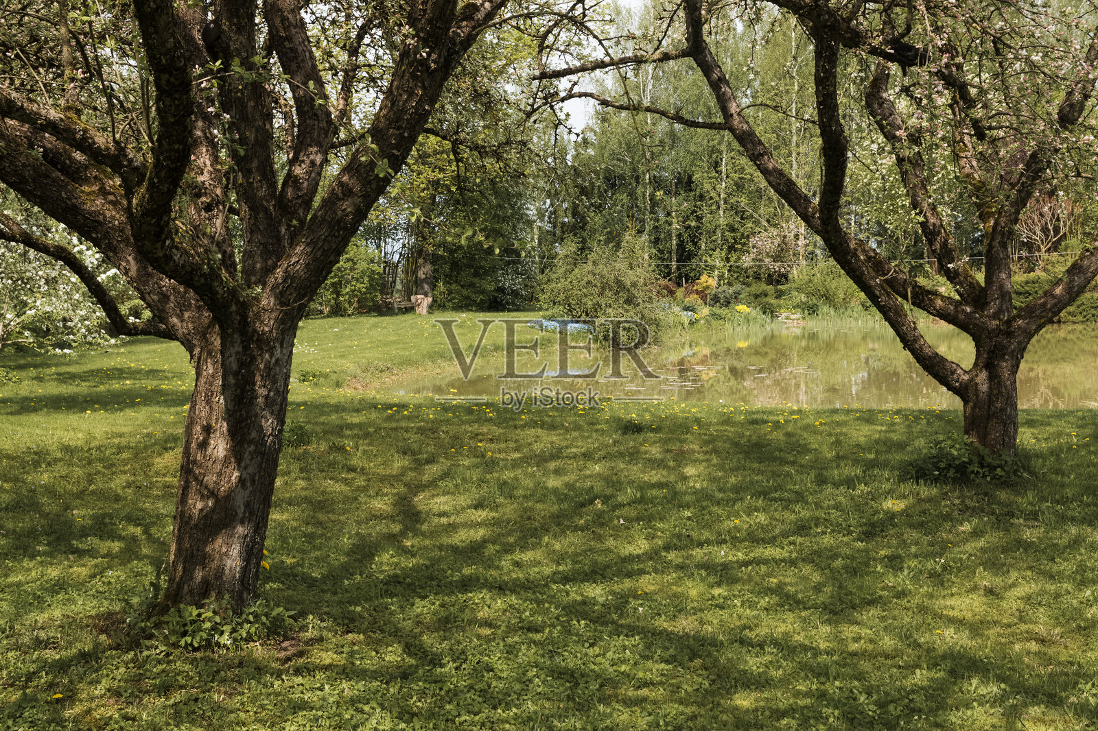 春天花园里的老大苹果树。照片摄影图片