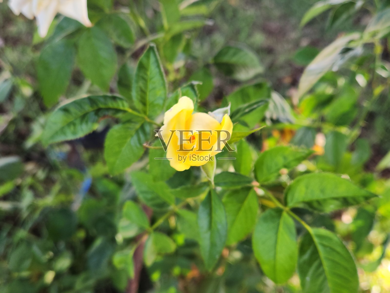 黄玫瑰花蕾：绽放的期待。玫瑰花蕾：美丽的承诺。玫瑰花蕾：花朵的开始。玫瑰花蕾的魔力。玫瑰花蕾：紧凑形状中的精致。照片摄影图片