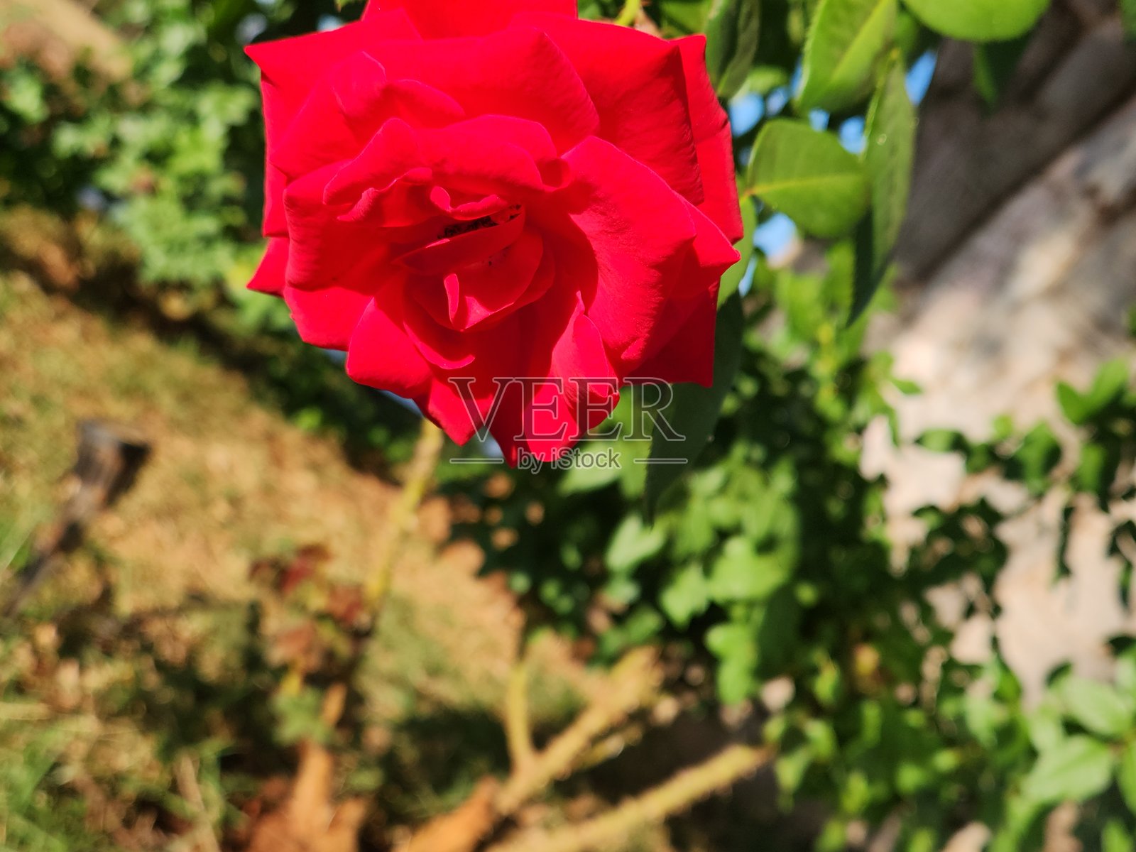 盛开的红玫瑰花丛之美。红玫瑰花丛：花园中的优雅之触。红玫瑰花丛的强烈色彩。红玫瑰花丛：绚丽色彩的展示。红玫瑰花丛在花园中的魔力。照片摄影图片