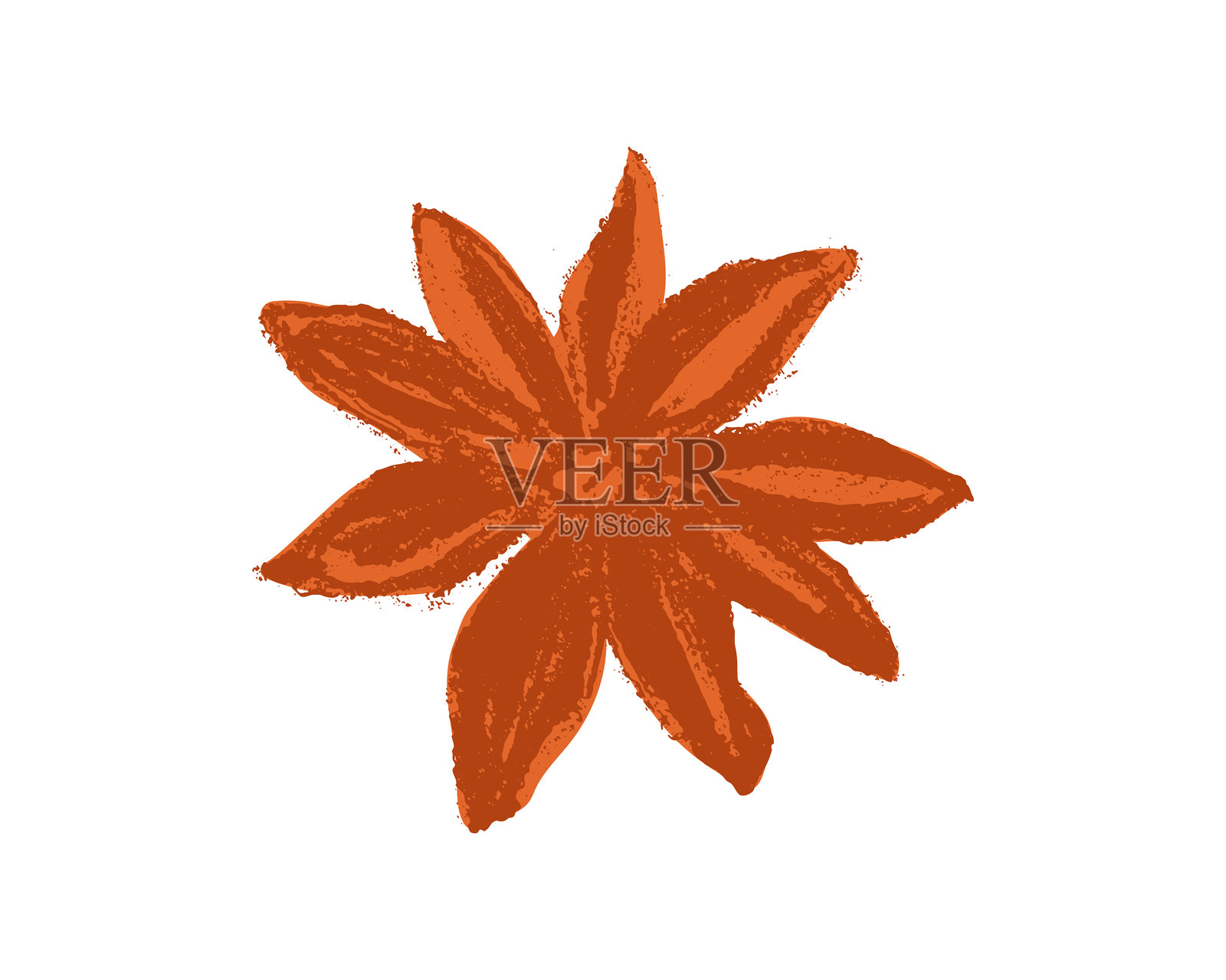 八角茴香墨水素描。手绘插图，独立展示。炭笔花卉图像。插画图片素材