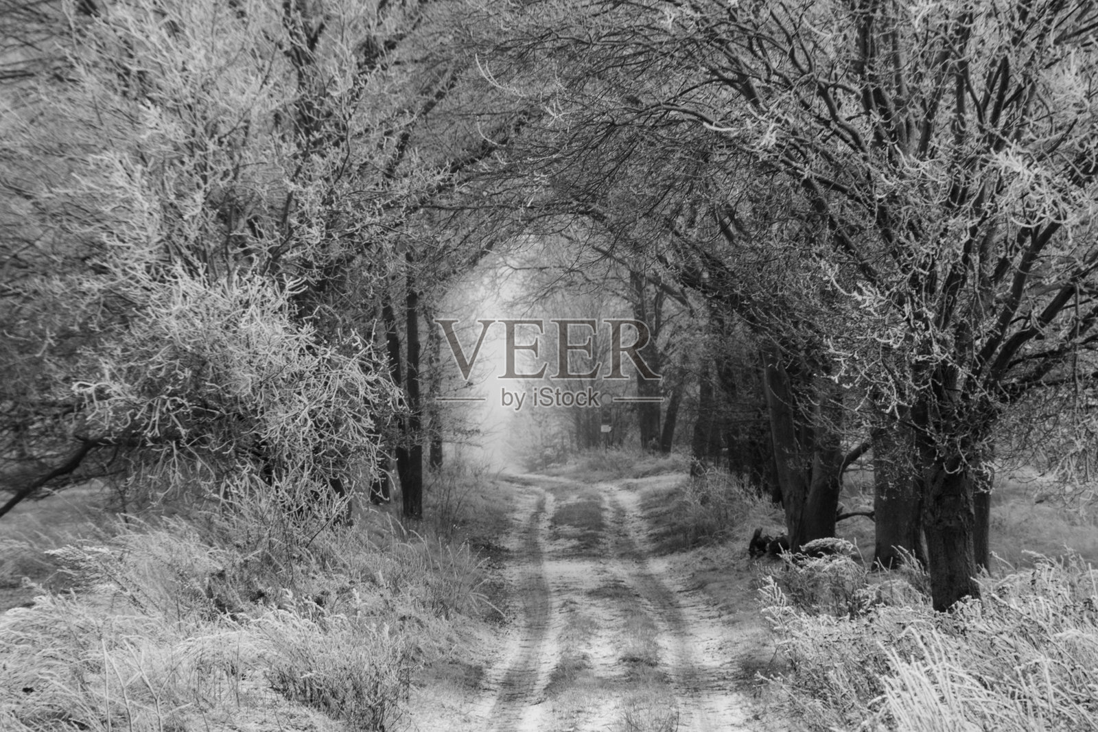 冬季照片摄影图片