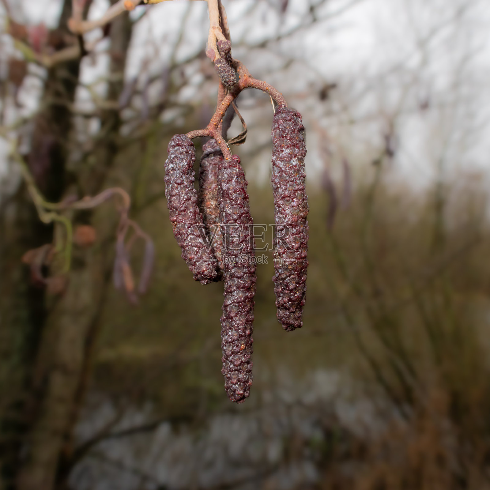 一张近距离拍摄的黑枫猫耳朵，拍摄于深秋，背景模糊，学名为Alnus Glutinosa照片摄影图片