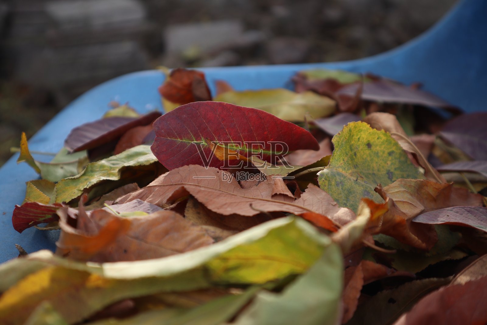 秋天的落叶照片摄影图片