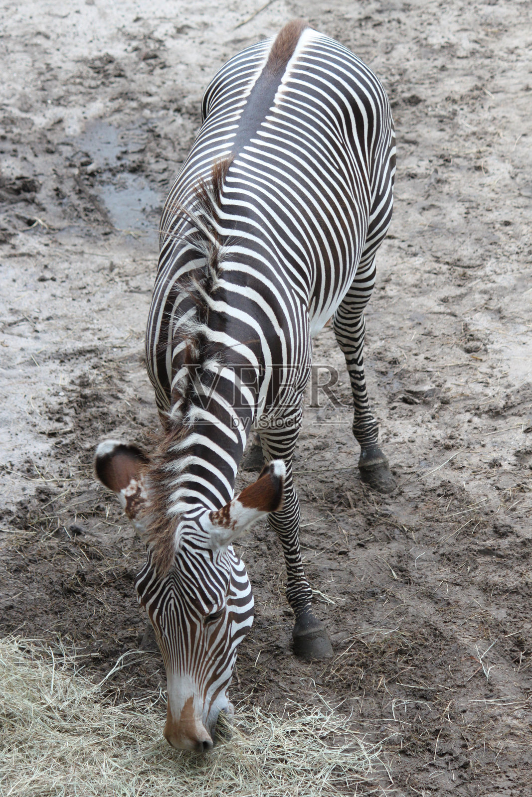 斑马动物照片摄影图片