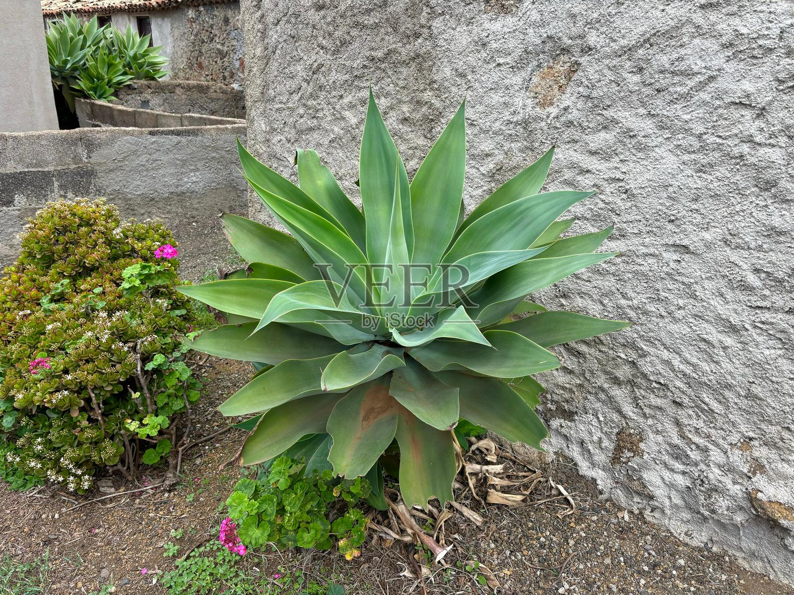 灰色墙壁背景下的象鼻或绿叶龙舌兰植物，位于西班牙特内里费岛的特诺阿尔托。照片摄影图片