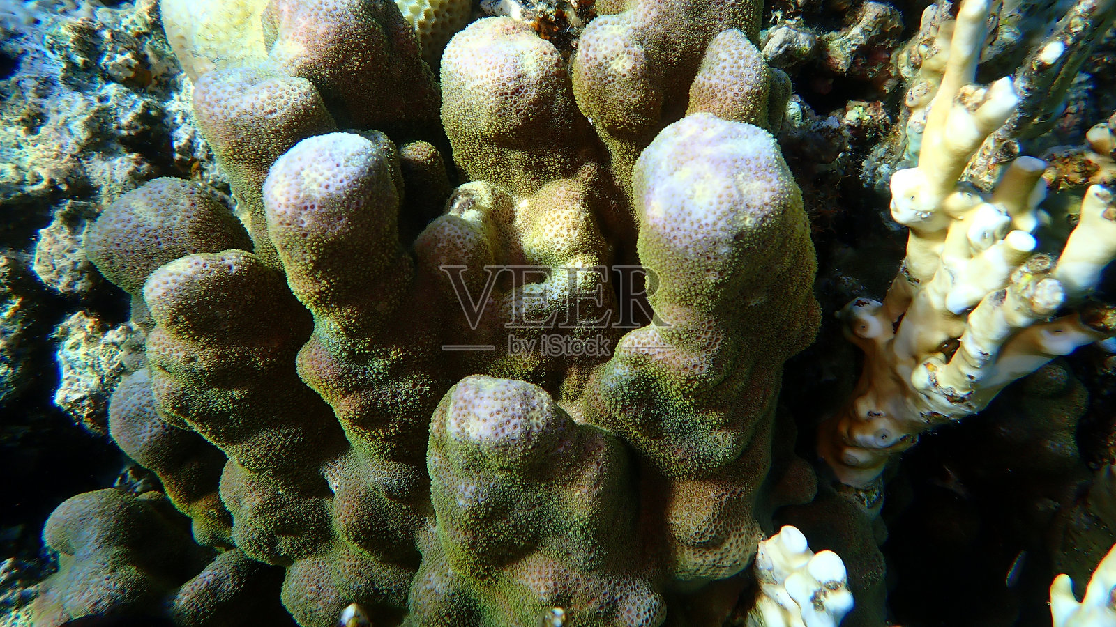 红海下的驼背珊瑚（Porites属）照片摄影图片