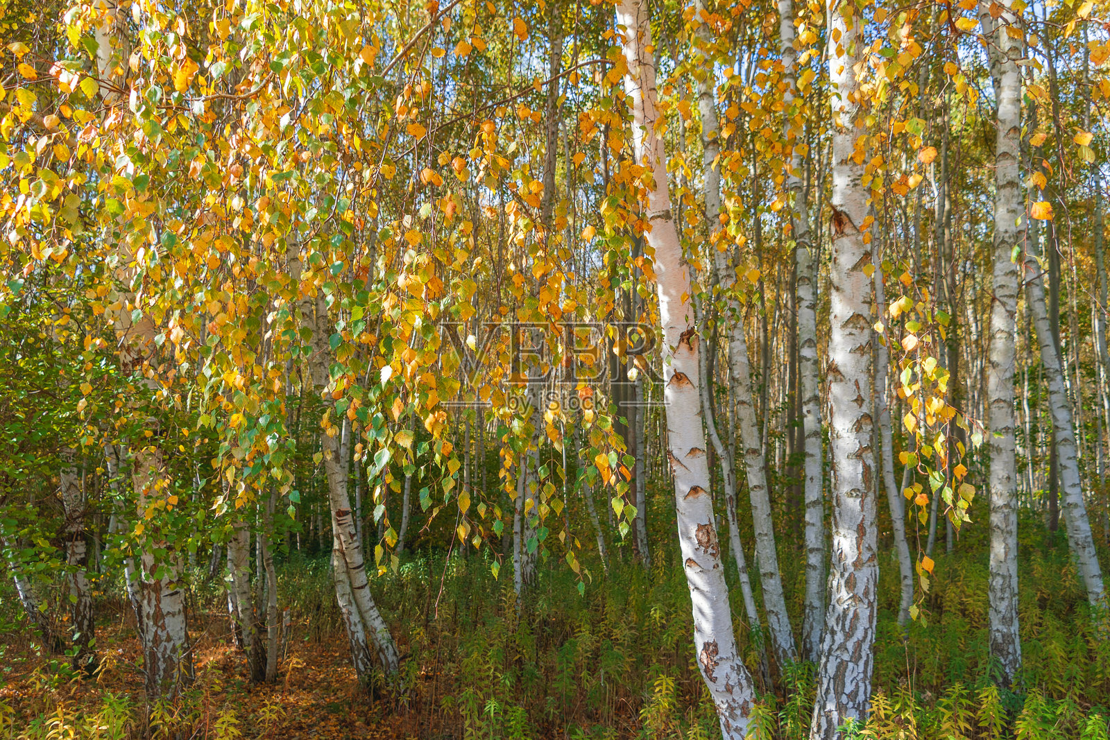 黄色桦树叶在树上。桦树林。照片摄影图片
