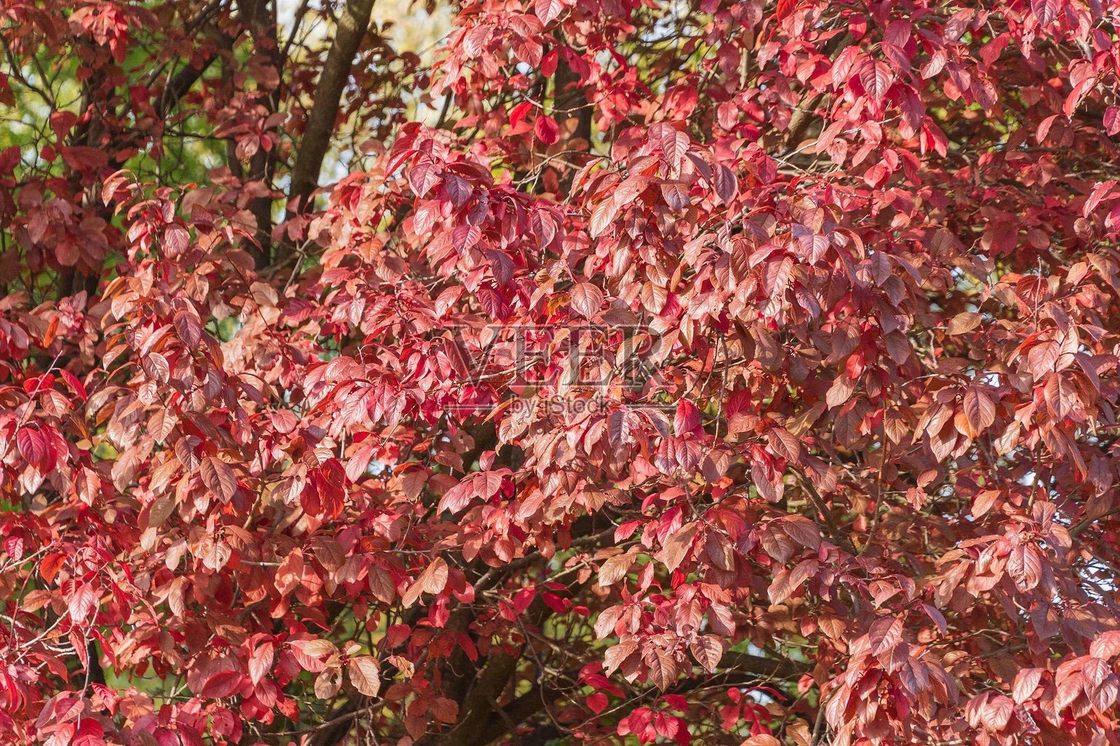 明亮的粉红色秋天叶子，樱桃梅，印度梅。照片摄影图片