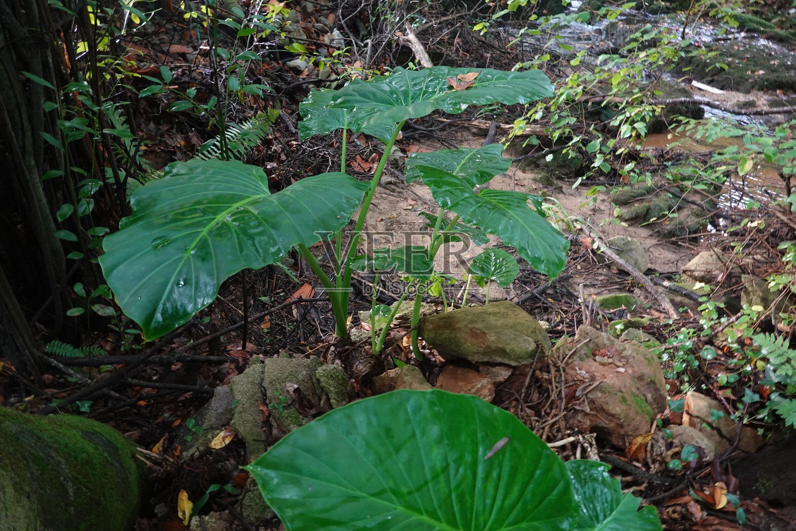 在岩石溪流附近的郁郁葱葱的森林环境中，生长着大型热带绿叶，周围散落着植物。照片摄影图片