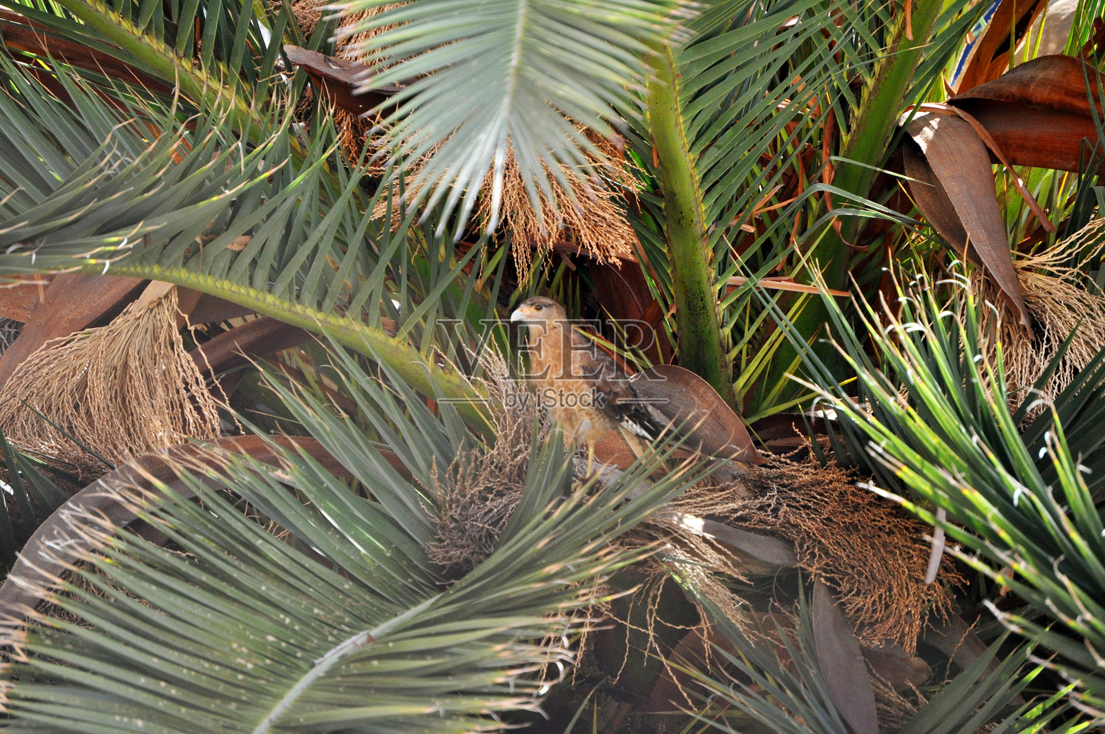 栖息在棕榈树上的奇曼戈，也称为提乌克，原产于南美洲照片摄影图片