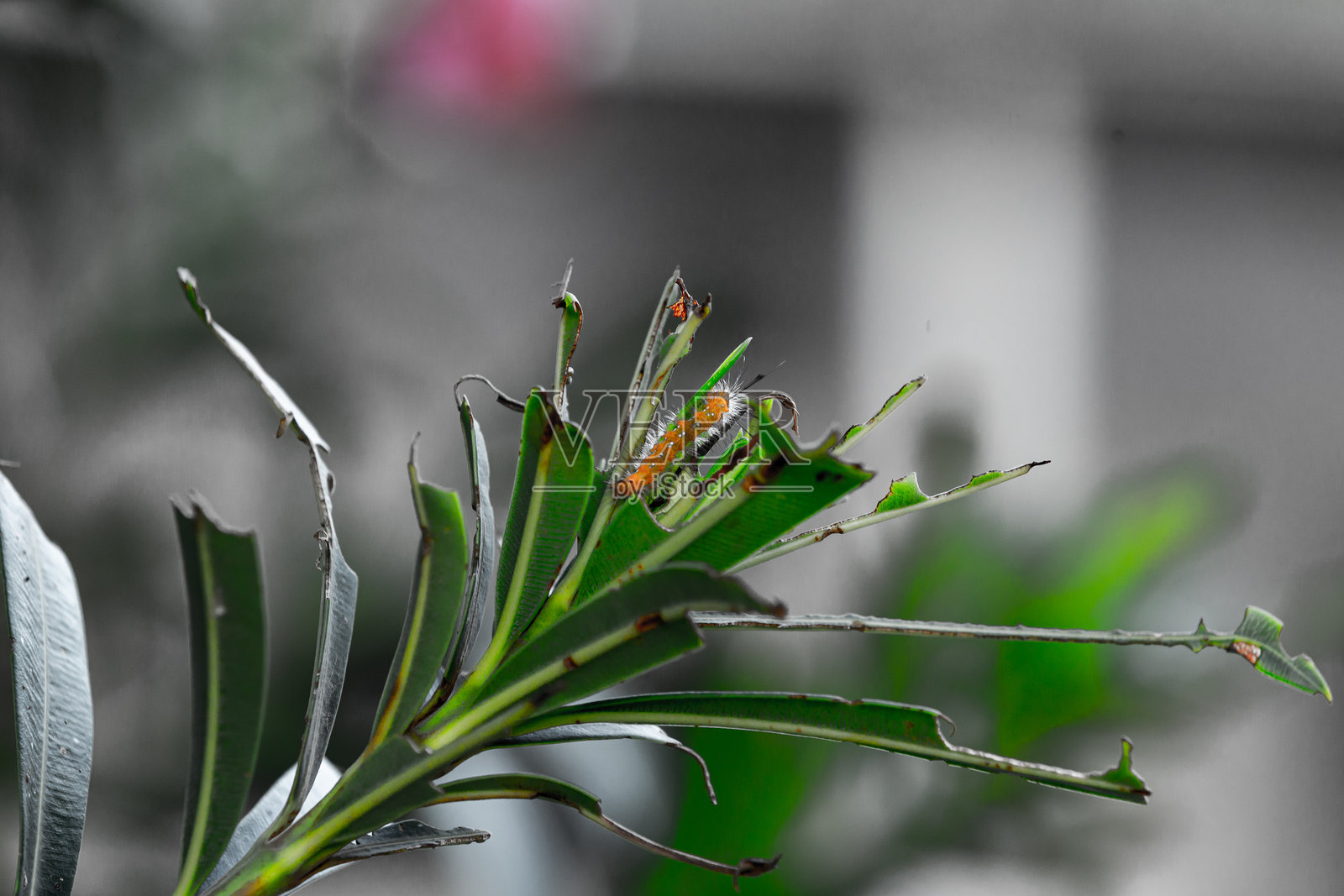 叶子上的黄色毛毛虫照片摄影图片