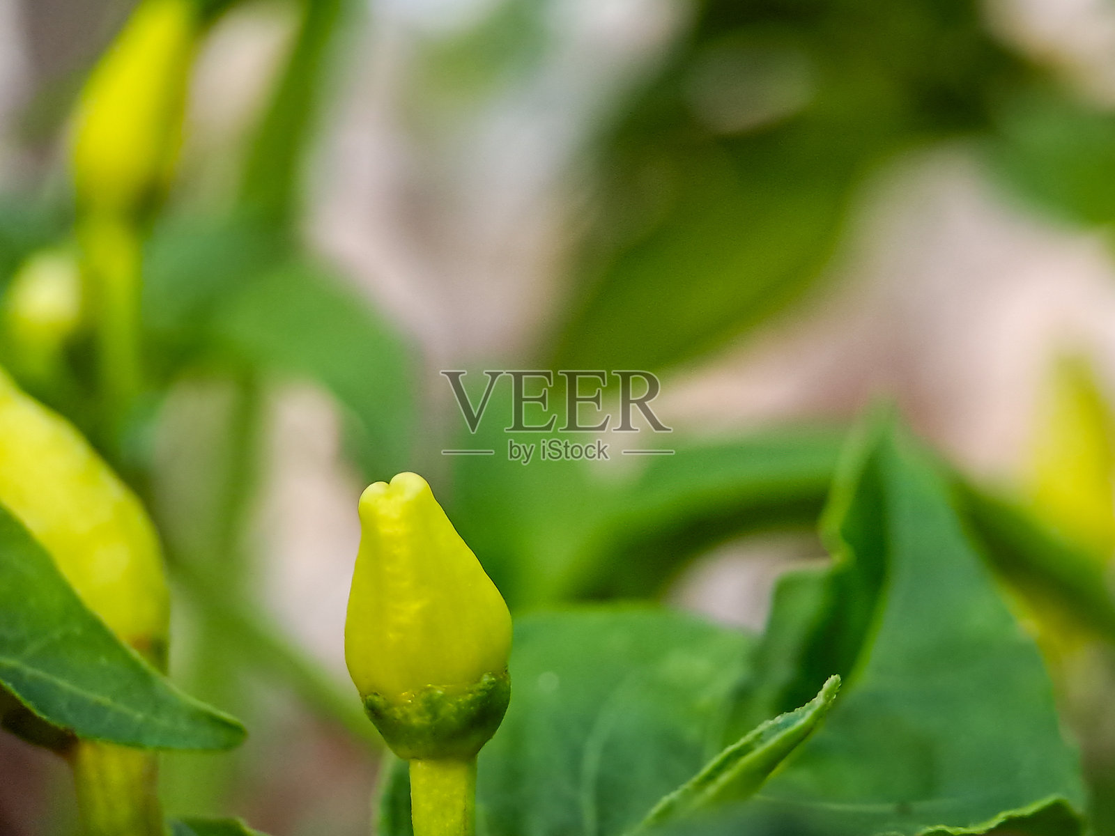 特写镜头捕捉辣椒植物的细致细节，展示生机勃勃的绿色叶子和初生的辣椒。照片摄影图片