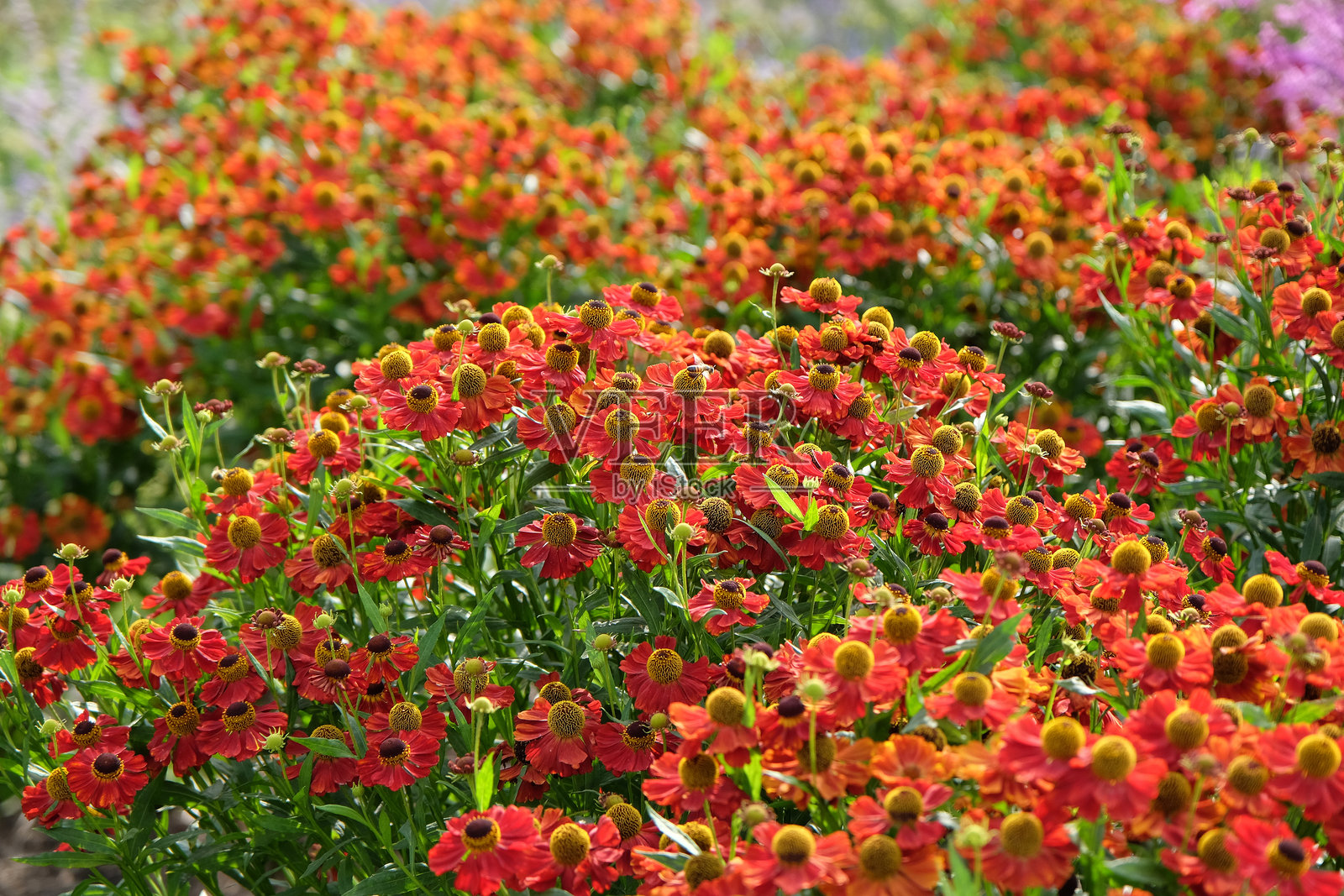 鲜艳的红色海伦菊Rubinzwerg盛开。照片摄影图片