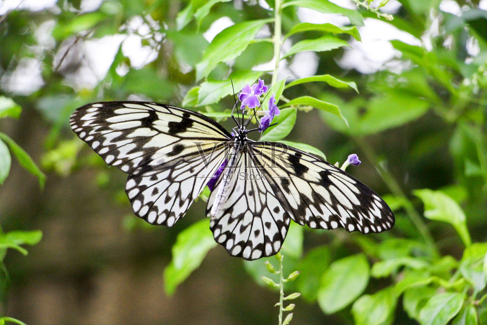 蝴蝶照片摄影图片
