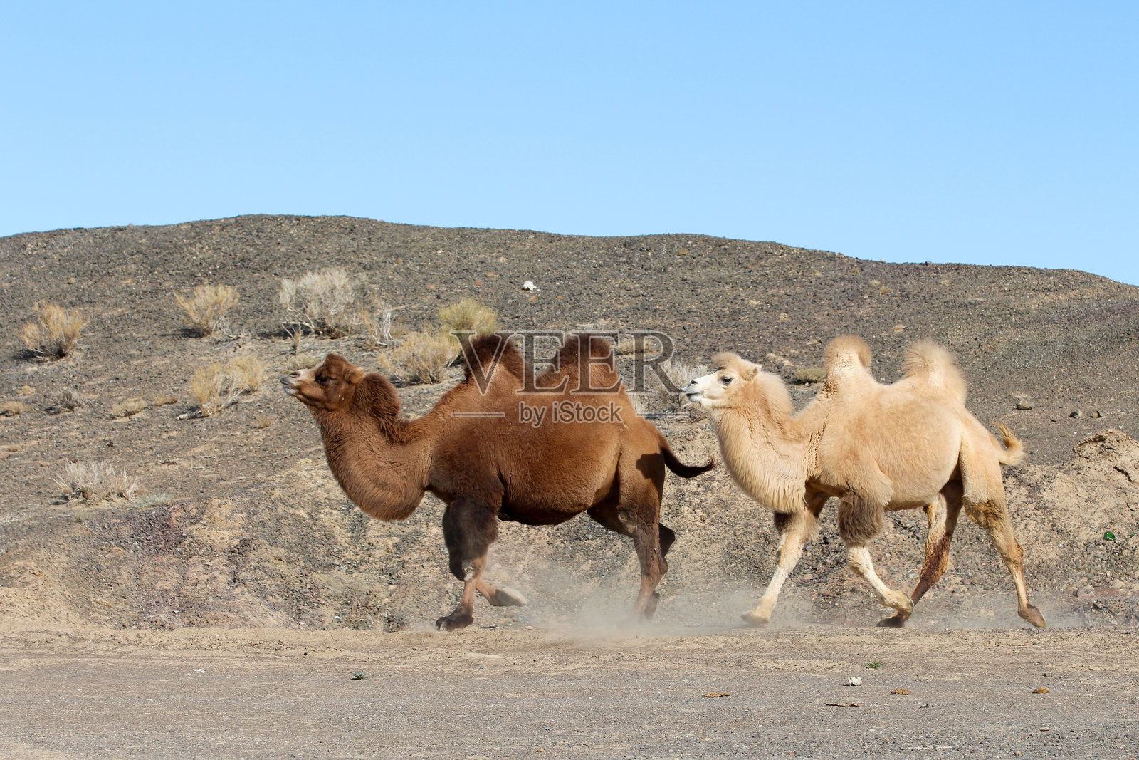奔跑的骆驼照片摄影图片