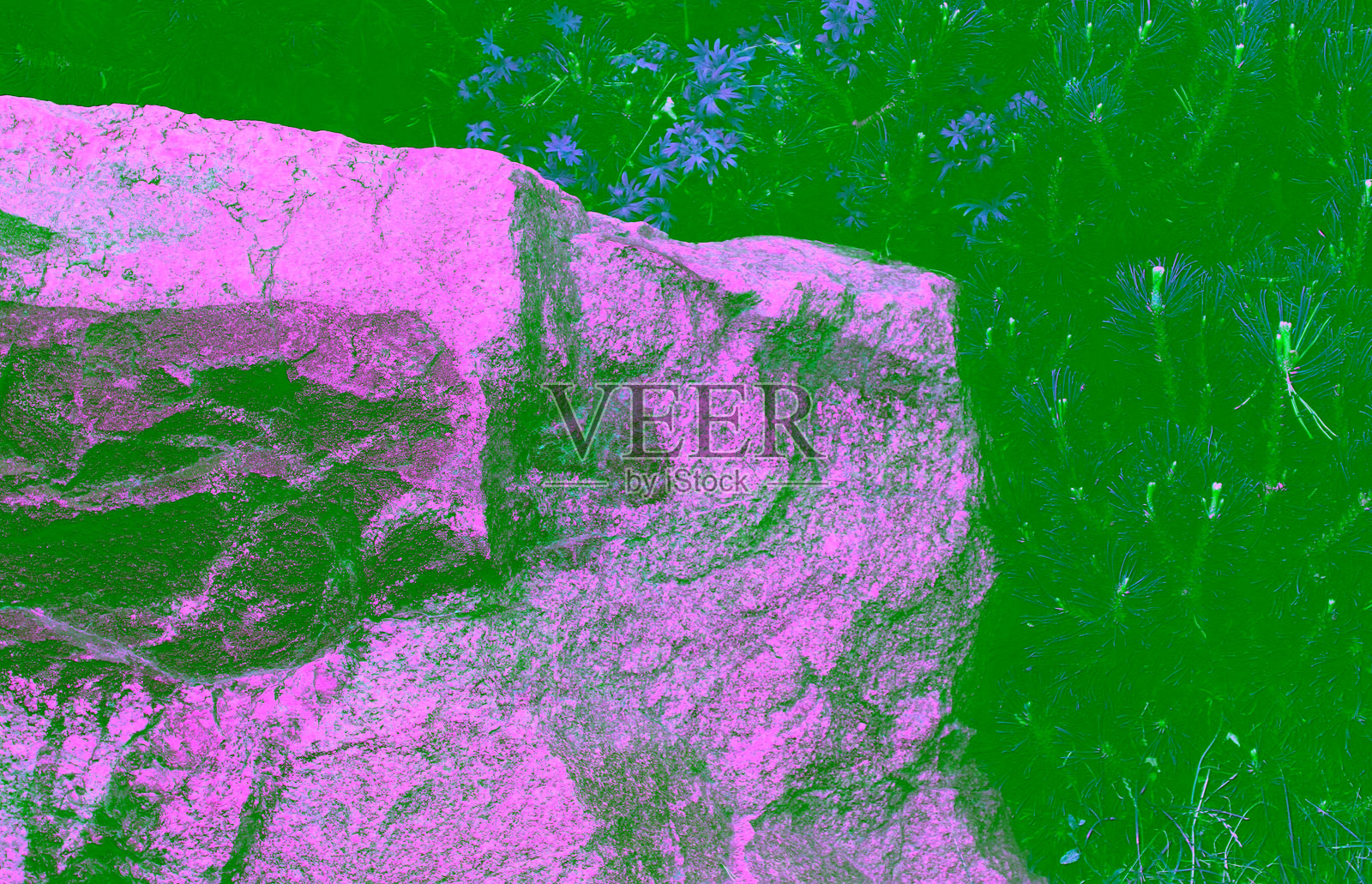 一块彩色花岗岩的碎片在云杉灌木丛中照片摄影图片