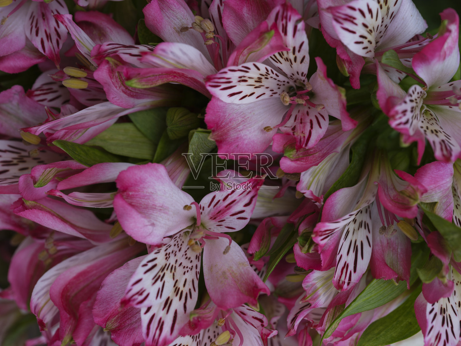 美丽的花朵照片摄影图片