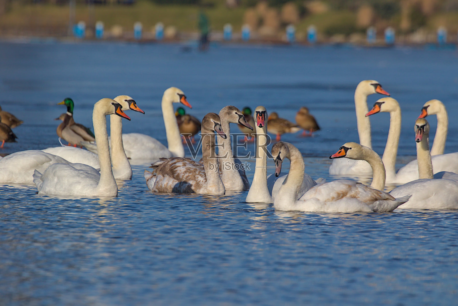 一大群优雅的天鹅在平静的水面上滑翔。照片摄影图片