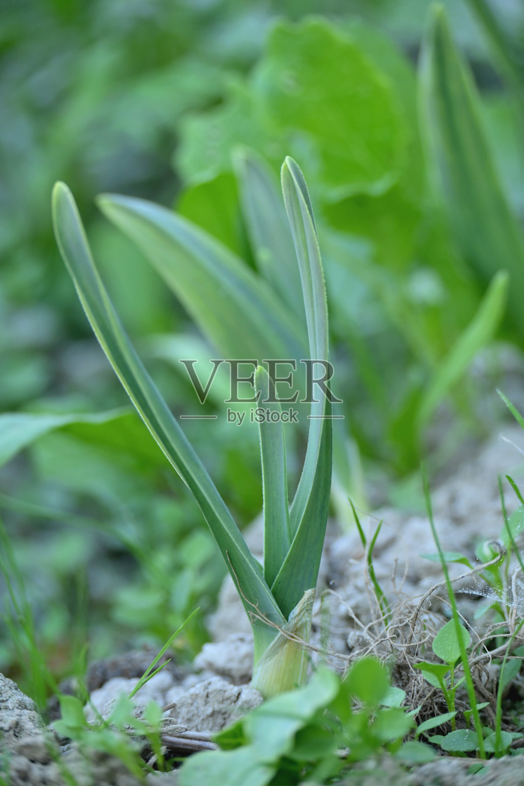 特写成熟的绿色小蒜苗在农田中生长，背景为柔和的棕色土壤。照片摄影图片
