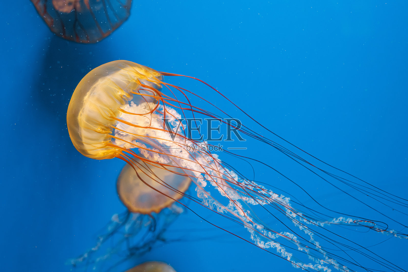 水下摄影，水母 Chrysaora fuscescens，太平洋海蜇，西海岸海蜇照片摄影图片