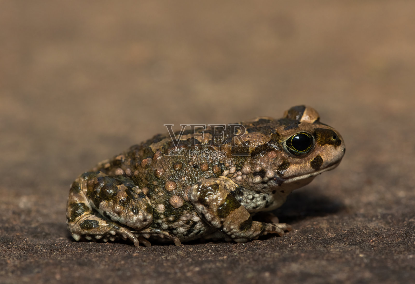 卡鲁蟾蜍（Vandijkophrynus gariepensis），也称为加里普蟾蜍或山蟾蜍照片摄影图片