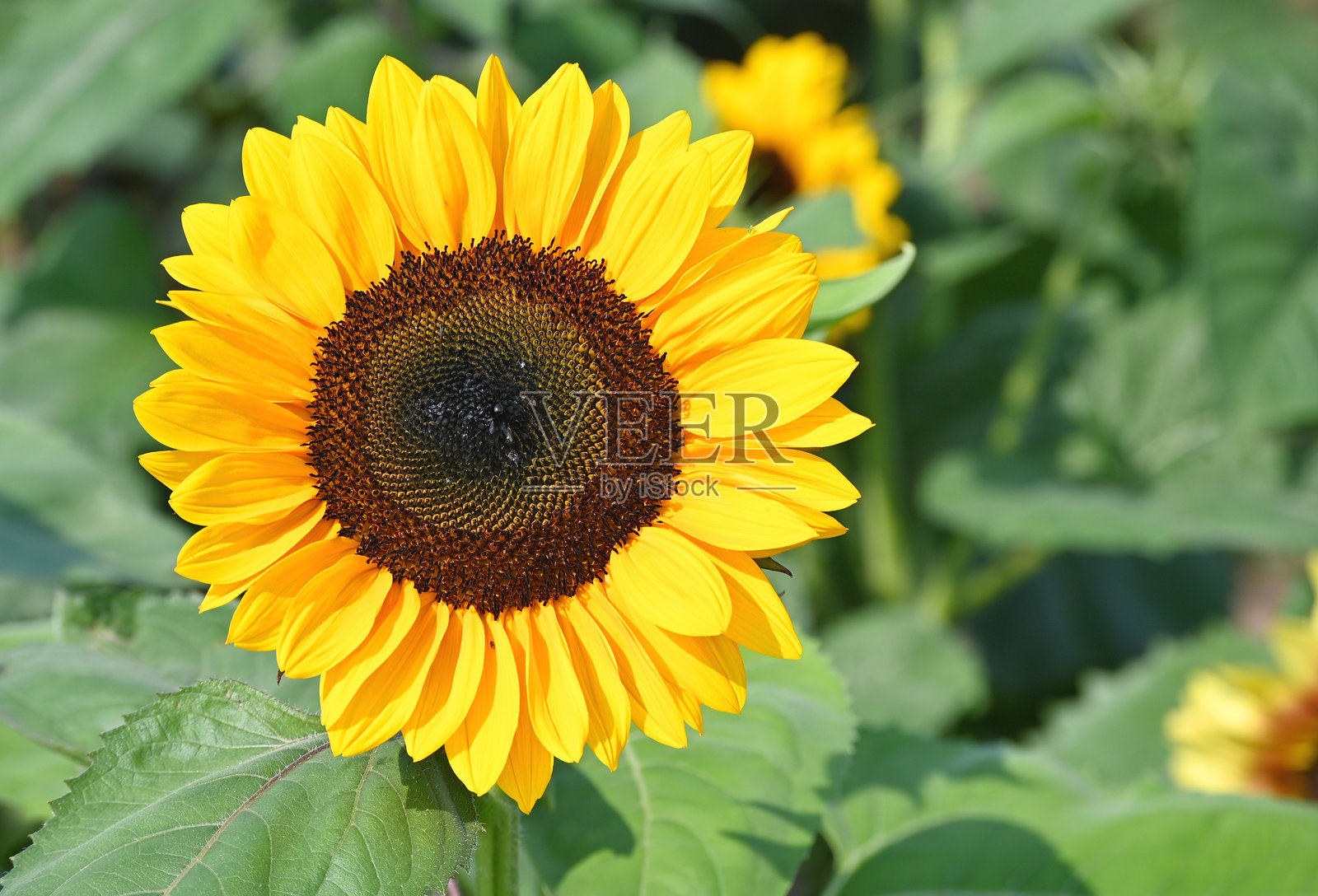 向日葵特写照片摄影图片