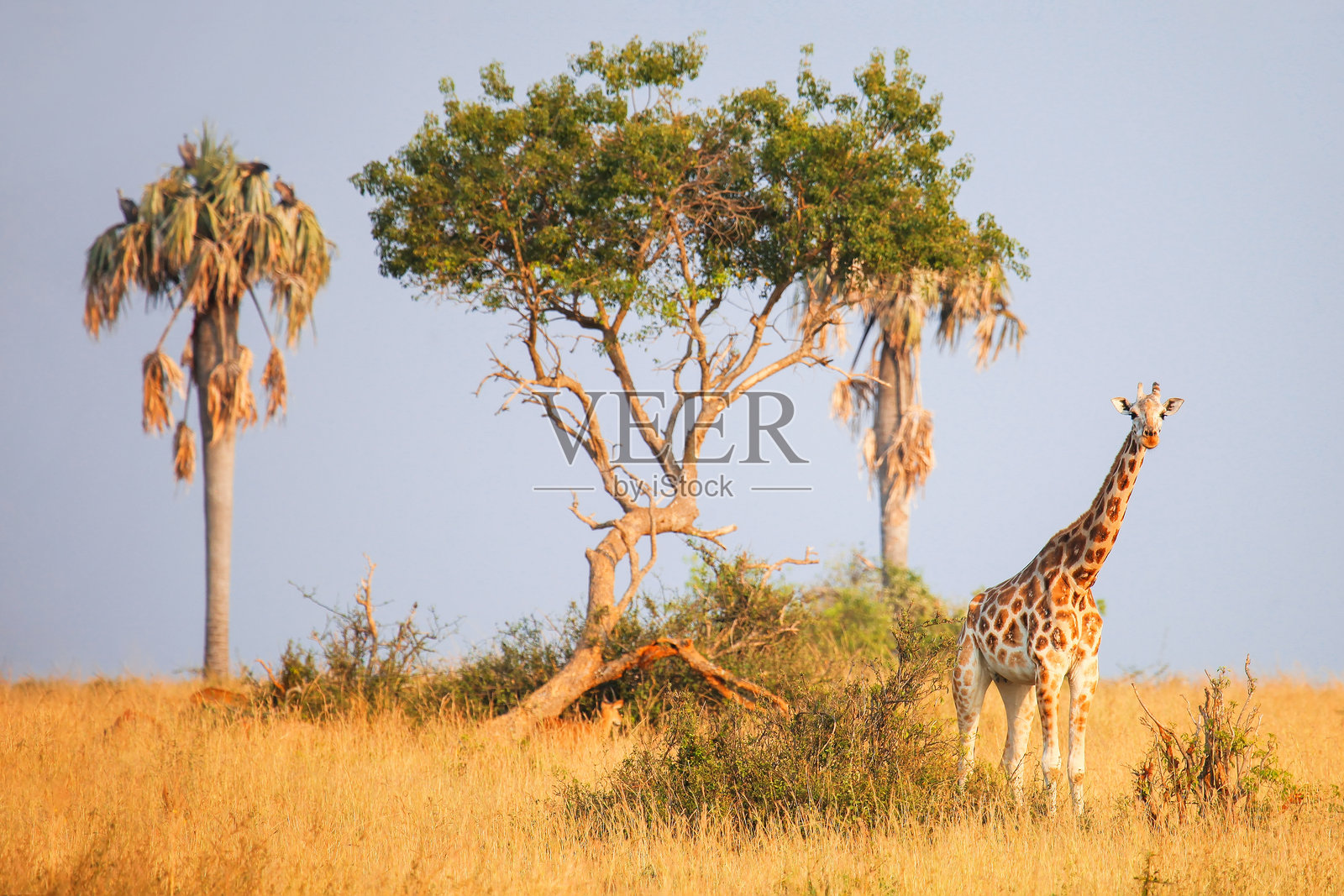 罗思柴尔德长颈鹿照片摄影图片