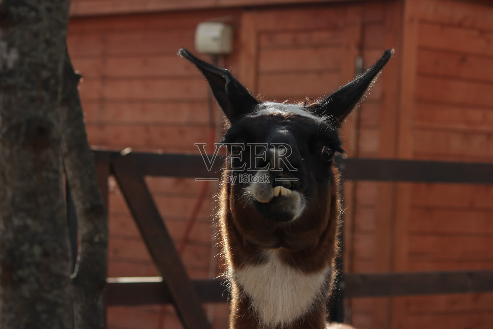 骆驼羊肖像，棕色毛发的骆驼羊在森林中，野生动物在牧场上觅食照片摄影图片