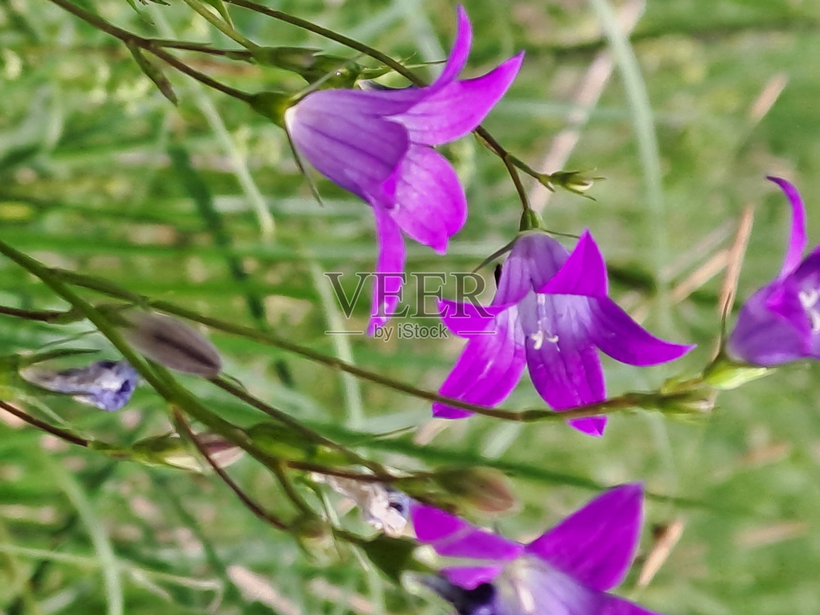 花朵，春天，绿色照片摄影图片