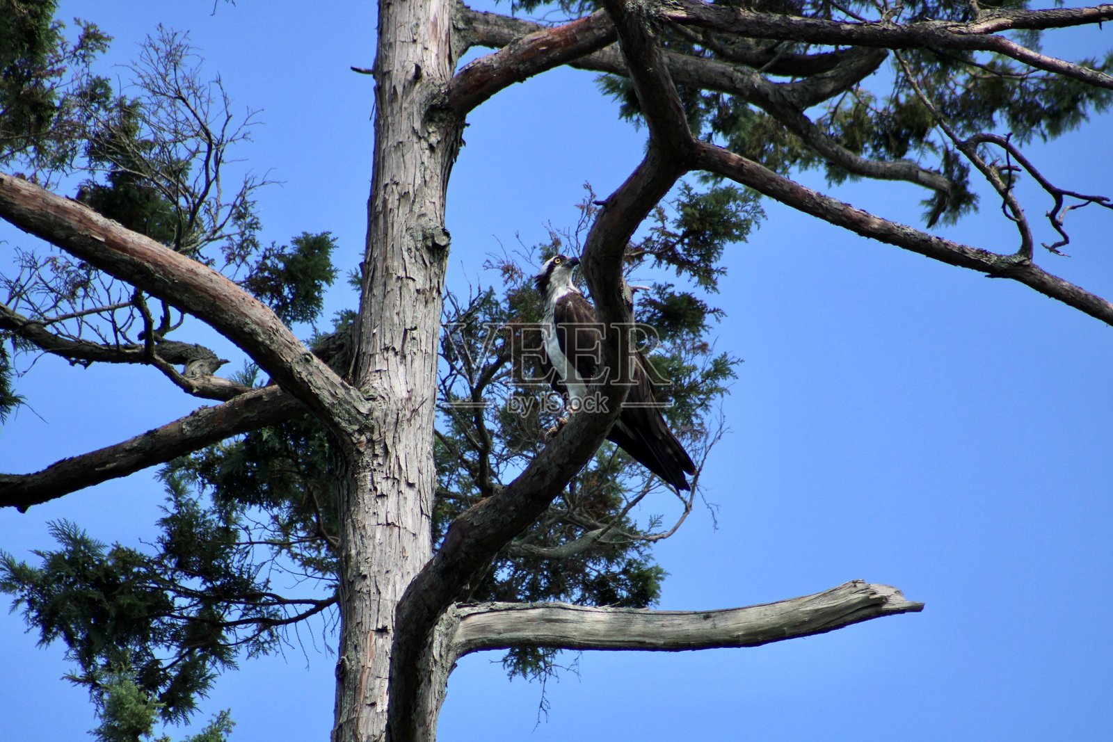 鱼鹰照片摄影图片