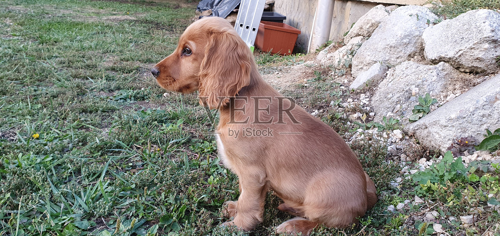 动物，哺乳动物，我们的狗，小狗照片摄影图片