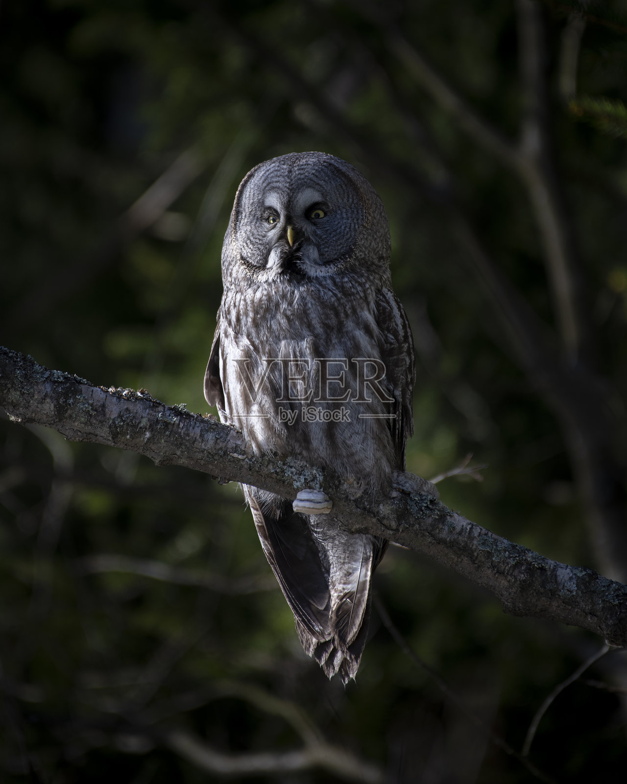 大灰鸮 (Strix nebulosa)照片摄影图片