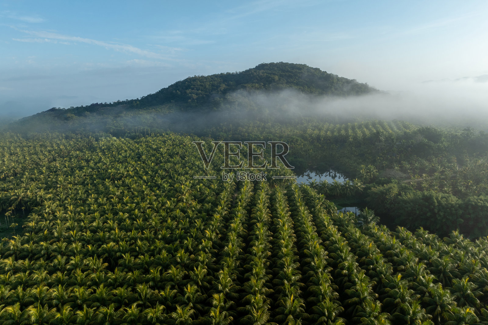 日出时分的椰子树田的鸟瞰图照片摄影图片