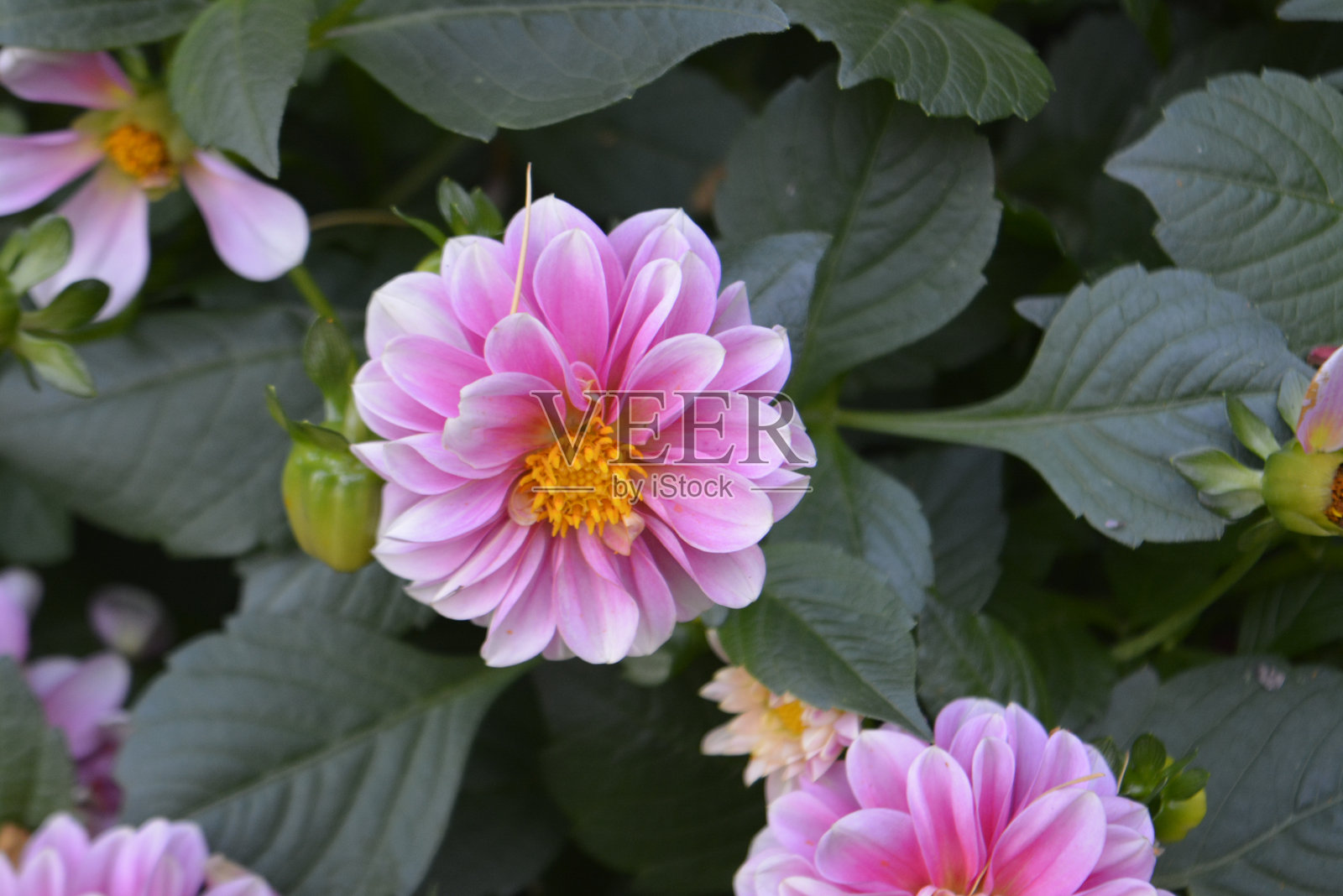 大丽花照片摄影图片