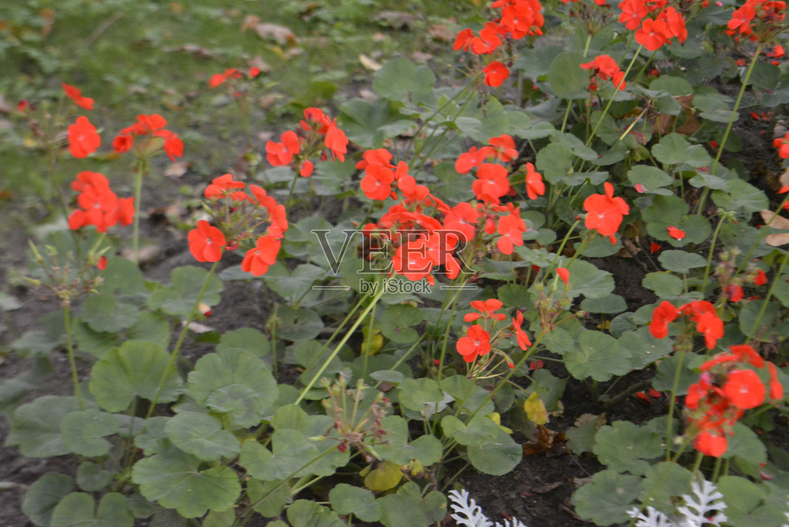 花朵照片摄影图片